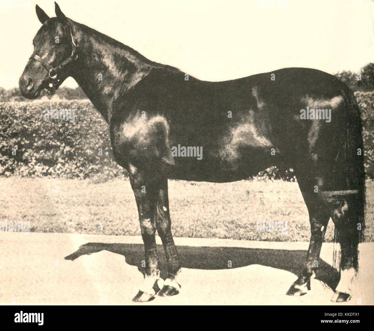 "Bull Lea" si riferisce probabilmente a una località, possibilmente una zona rurale o una tenuta. È necessario un ulteriore contesto per identificarne accuratamente il significato, ma può essere legato ad aspetti storici o geografici di una regione specifica. Foto Stock