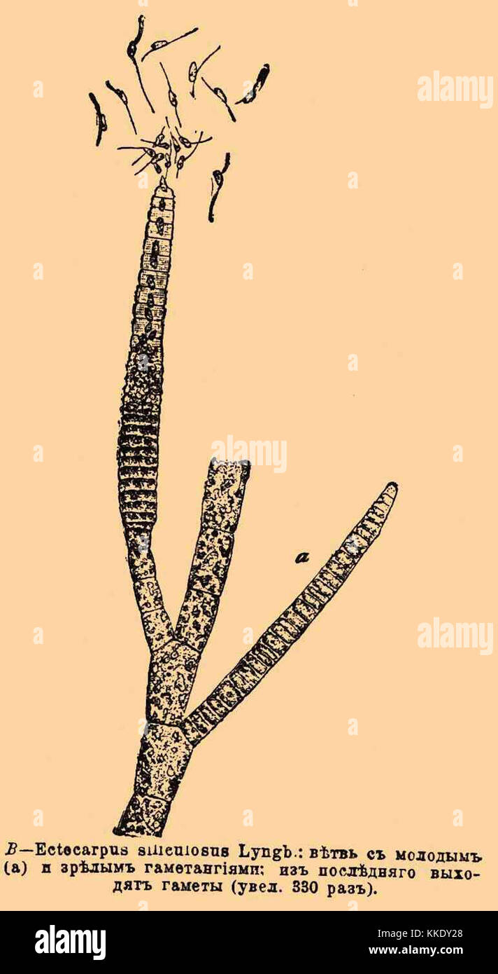 Ectocarpus siliculosus Foto Stock