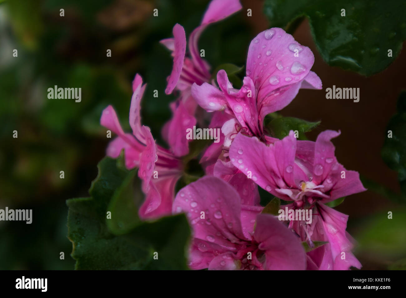 Caduta phlox con pioggia di gocce d'acqua. Foto Stock
