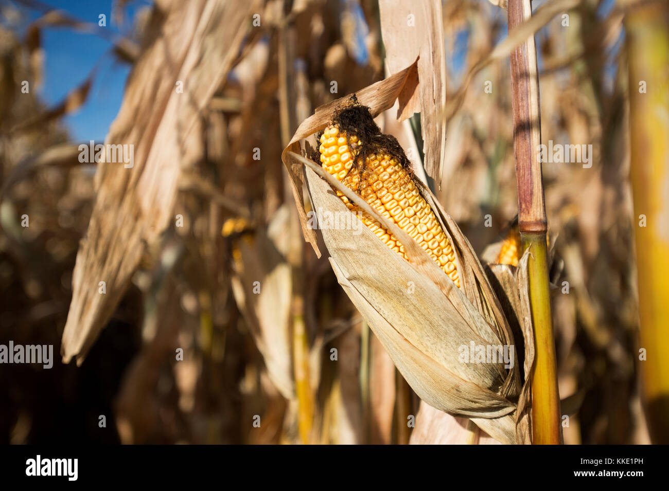 Chiusura del raccolto di mais pronto IN PIEDI IN CAMPO UTICA, Minnesota. Foto Stock