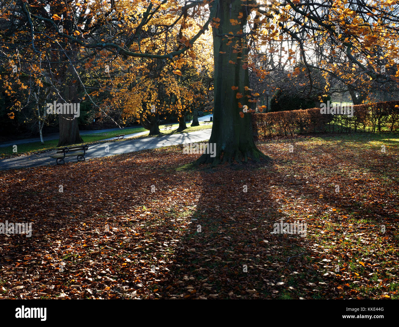 Retroilluminato albero Autmn in Valle Giardini Harrogate North Yorkshire, Inghilterra Foto Stock
