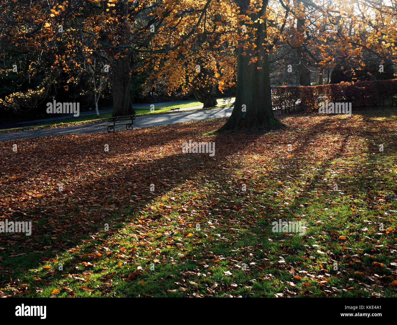 Retroilluminato albero Autmn in Valle Giardini Harrogate North Yorkshire, Inghilterra Foto Stock