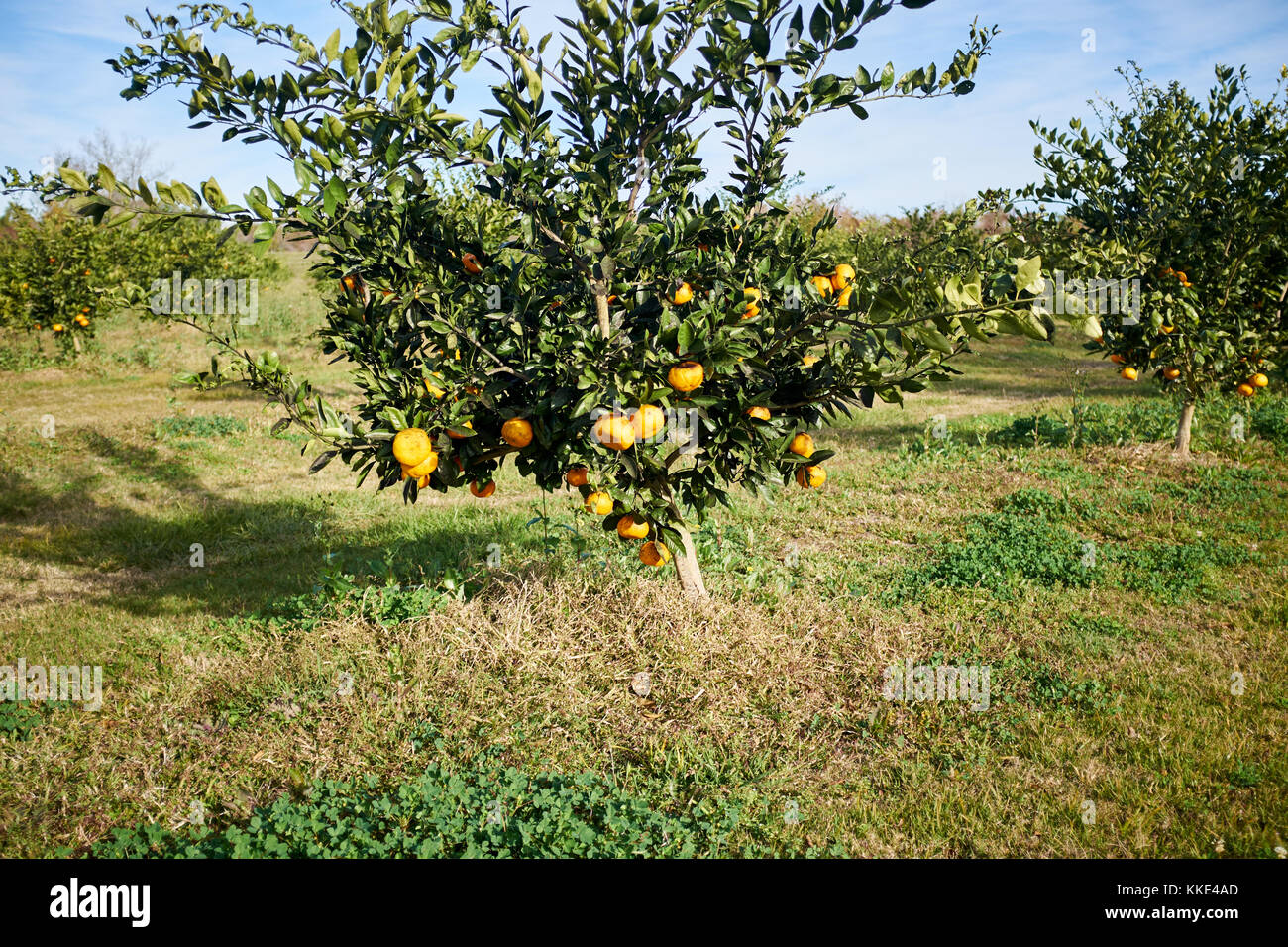Albero di agrumi in un frutteto in una fattoria con un raccolto di maturazione delle clementine o mandarini arance Foto Stock