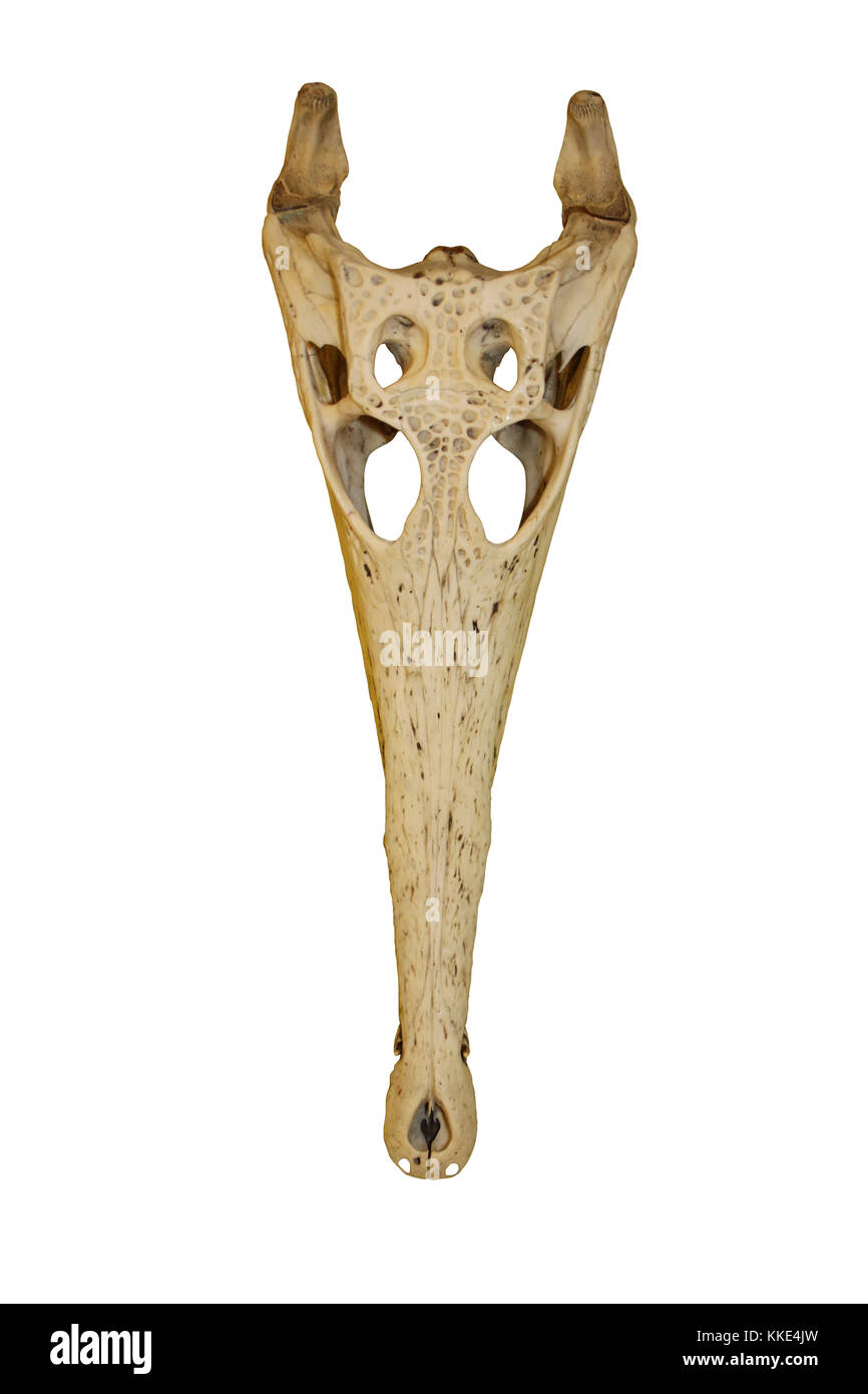 African snello-snouted Cranio di coccodrillo Mecistops cataphractus Foto Stock