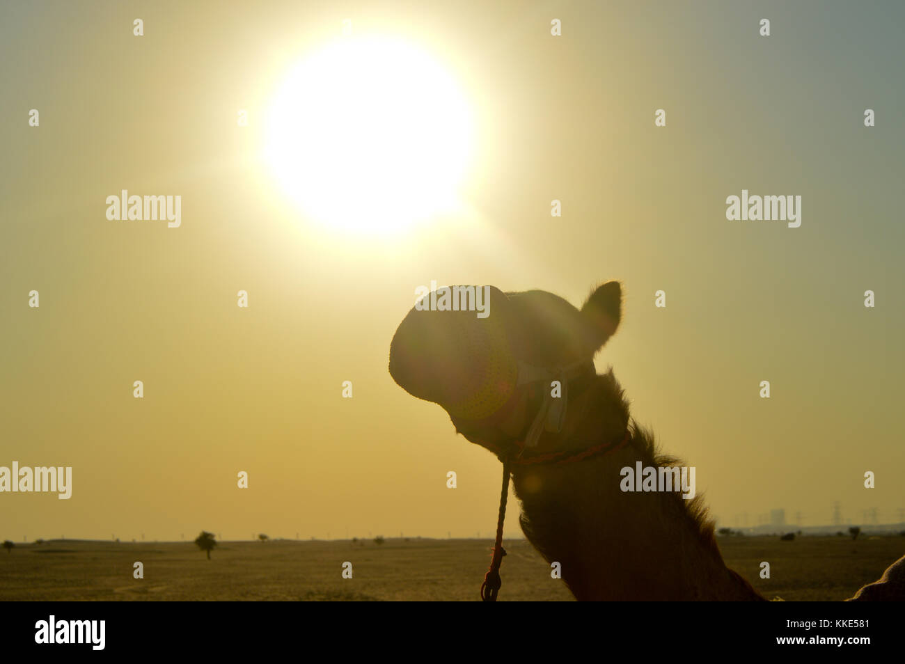Un cammello in mezzo al deserto di Dubai. Foto Stock