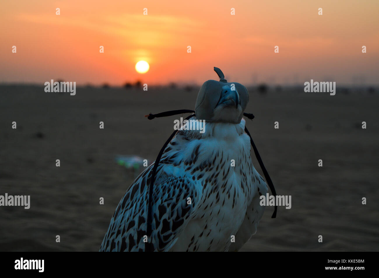 A occhi bendati falcon nel deserto di Dubai al tramonto. Foto Stock