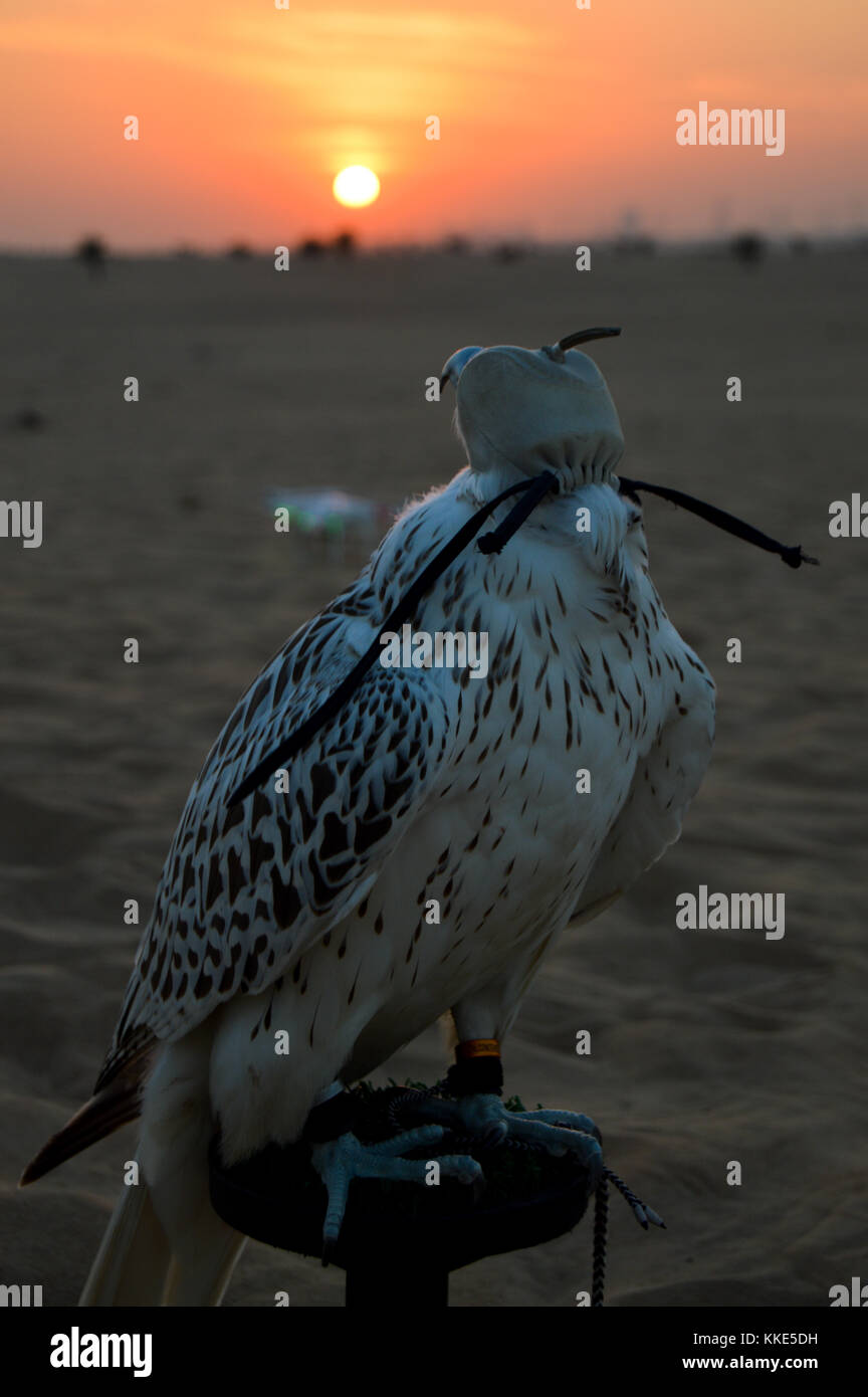 A occhi bendati falcon nel deserto di Dubai al tramonto. Foto Stock