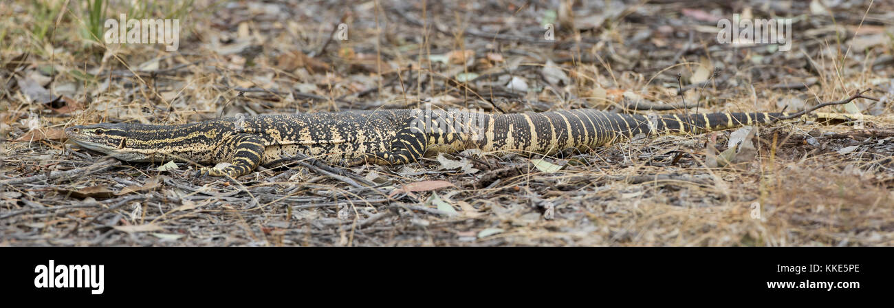 Sabbia goanna (varanus gouldii). maldon, victoria, Australia Foto Stock