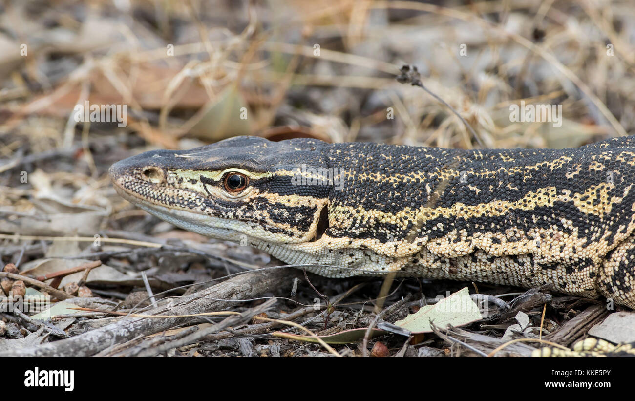 Sabbia goanna (varanus gouldii). maldon, victoria, Australia Foto Stock