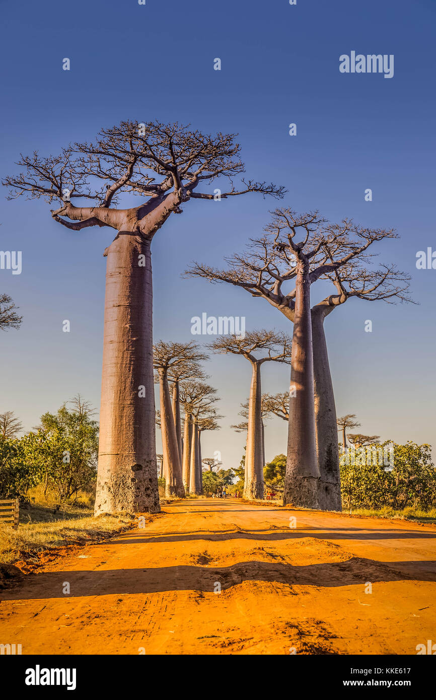 Vicolo del baobab, madagascar Foto Stock