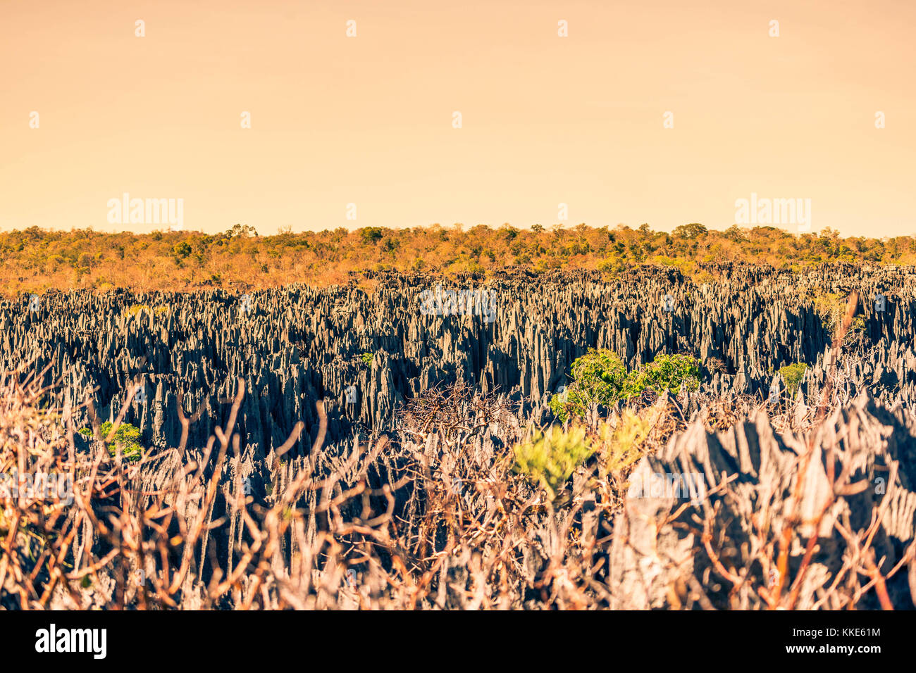 Vista tramonto sull'unica geografia presso il Tsingy de Bemaraha strict nella riserva naturale del Madagascar Foto Stock