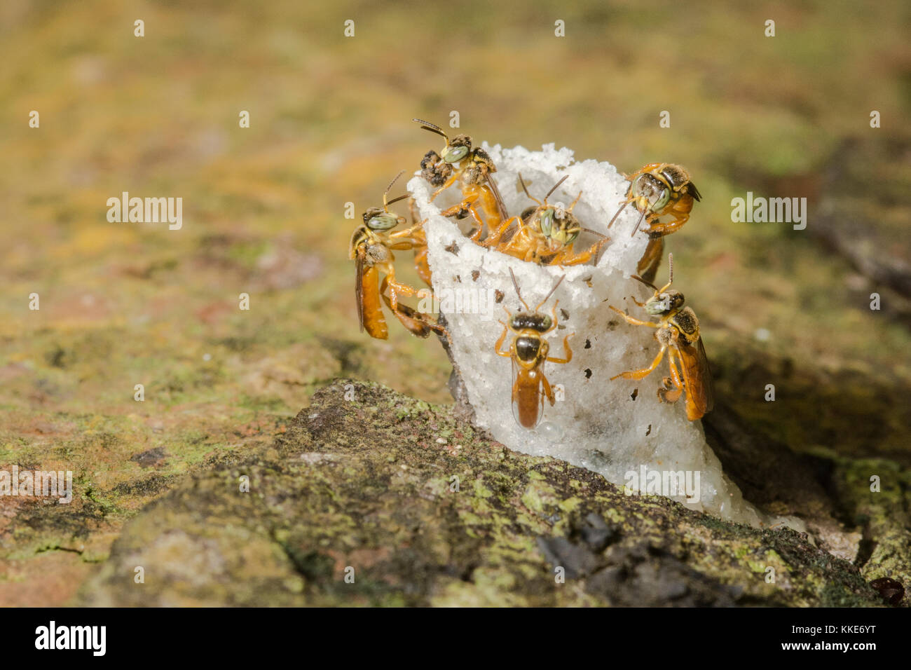 Stingless api in Belize costruire un 'camino' Entrata al loro alveare. Foto Stock