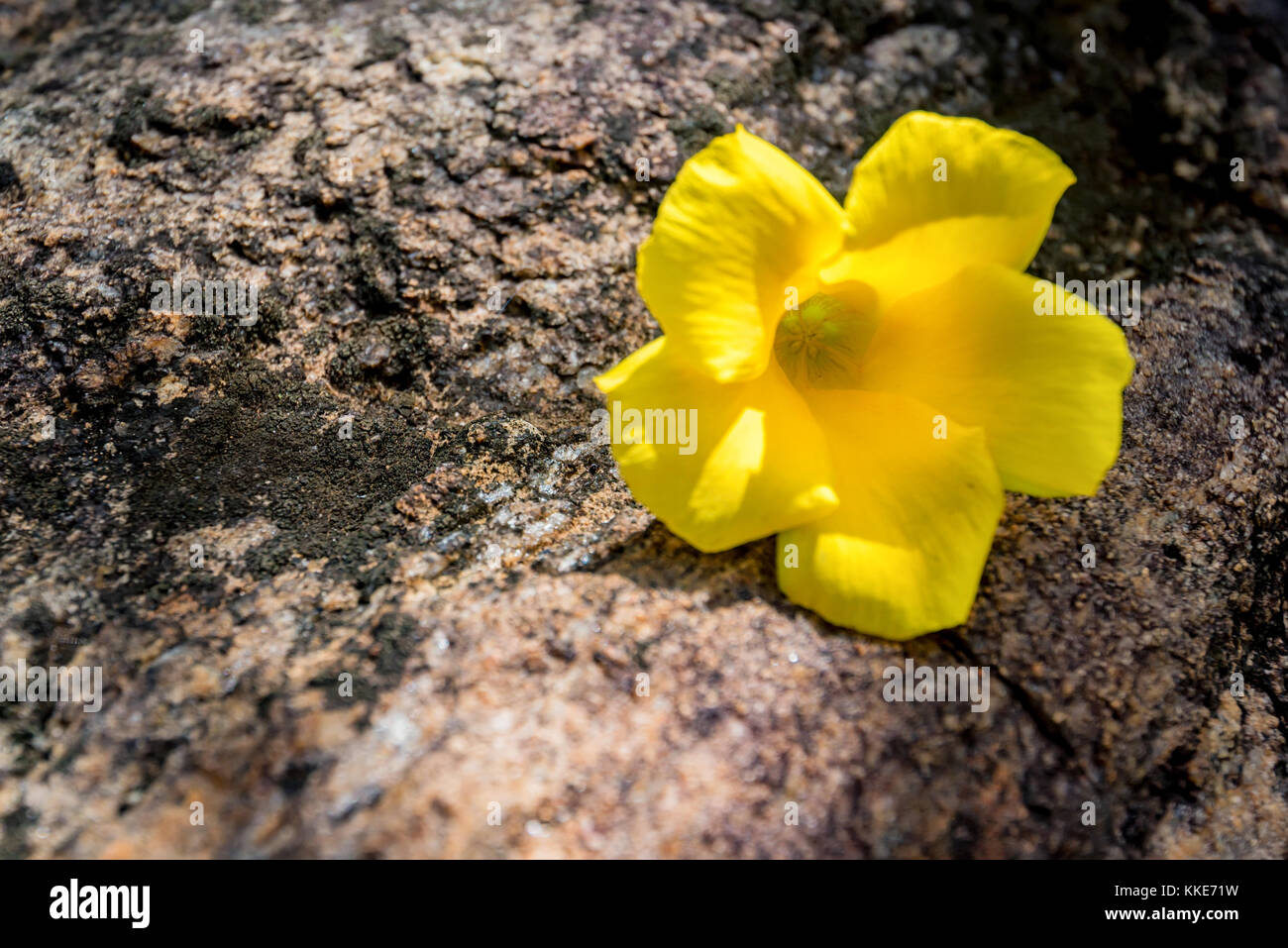 Giallo thevetia cascabela fiore nel giardino della natura Foto Stock