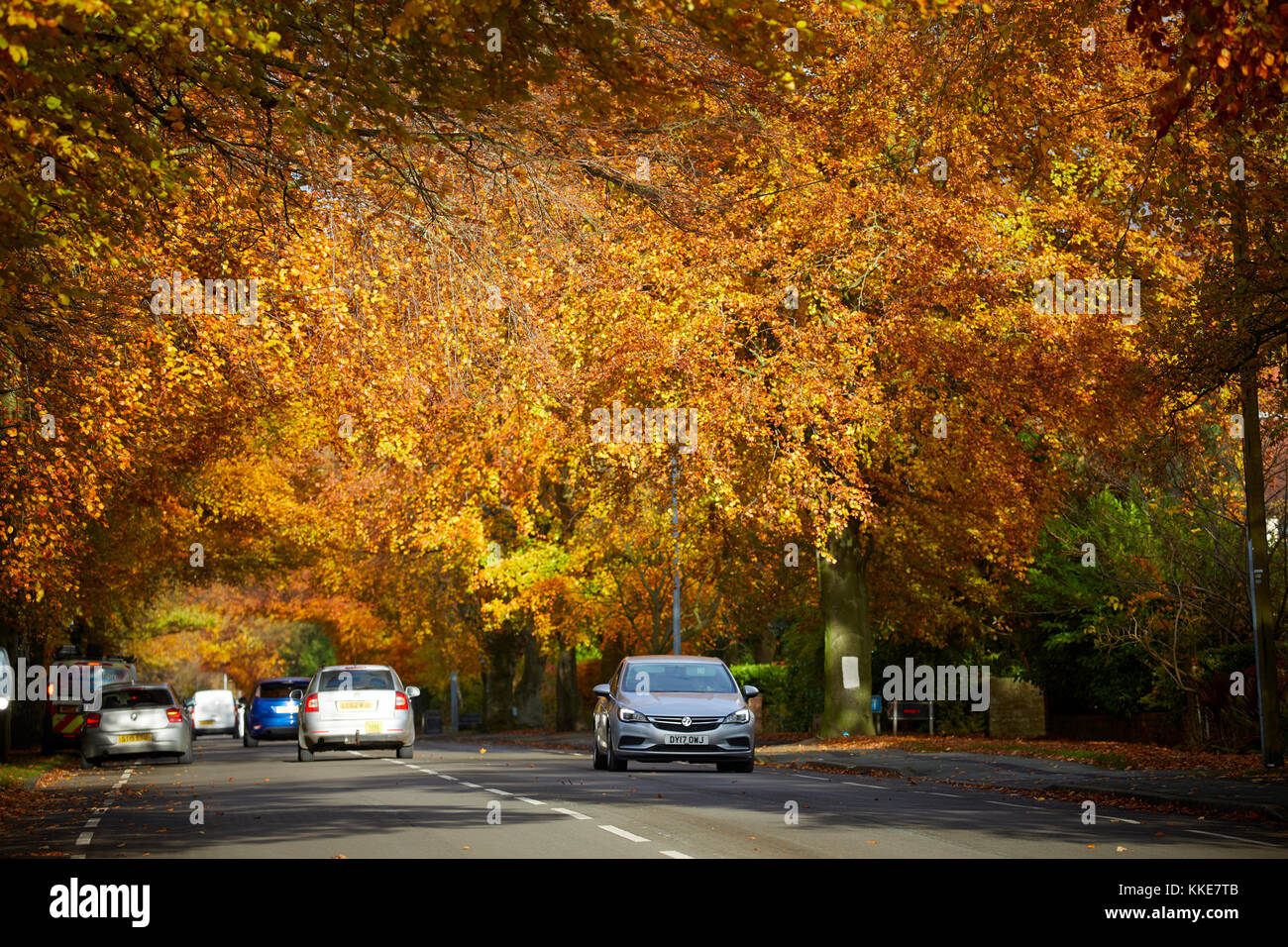 Wilmslow Golden Autumn Leaves coprire Manchester Road verso Handforth Foto Stock