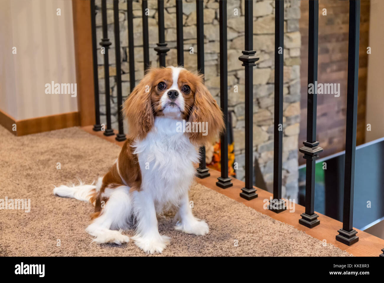 Cavalier King Charles Spaniel cucciolo "Bode' seduti sul balcone al secondo piano nella valle di acero, Washington, Stati Uniti d'America Foto Stock