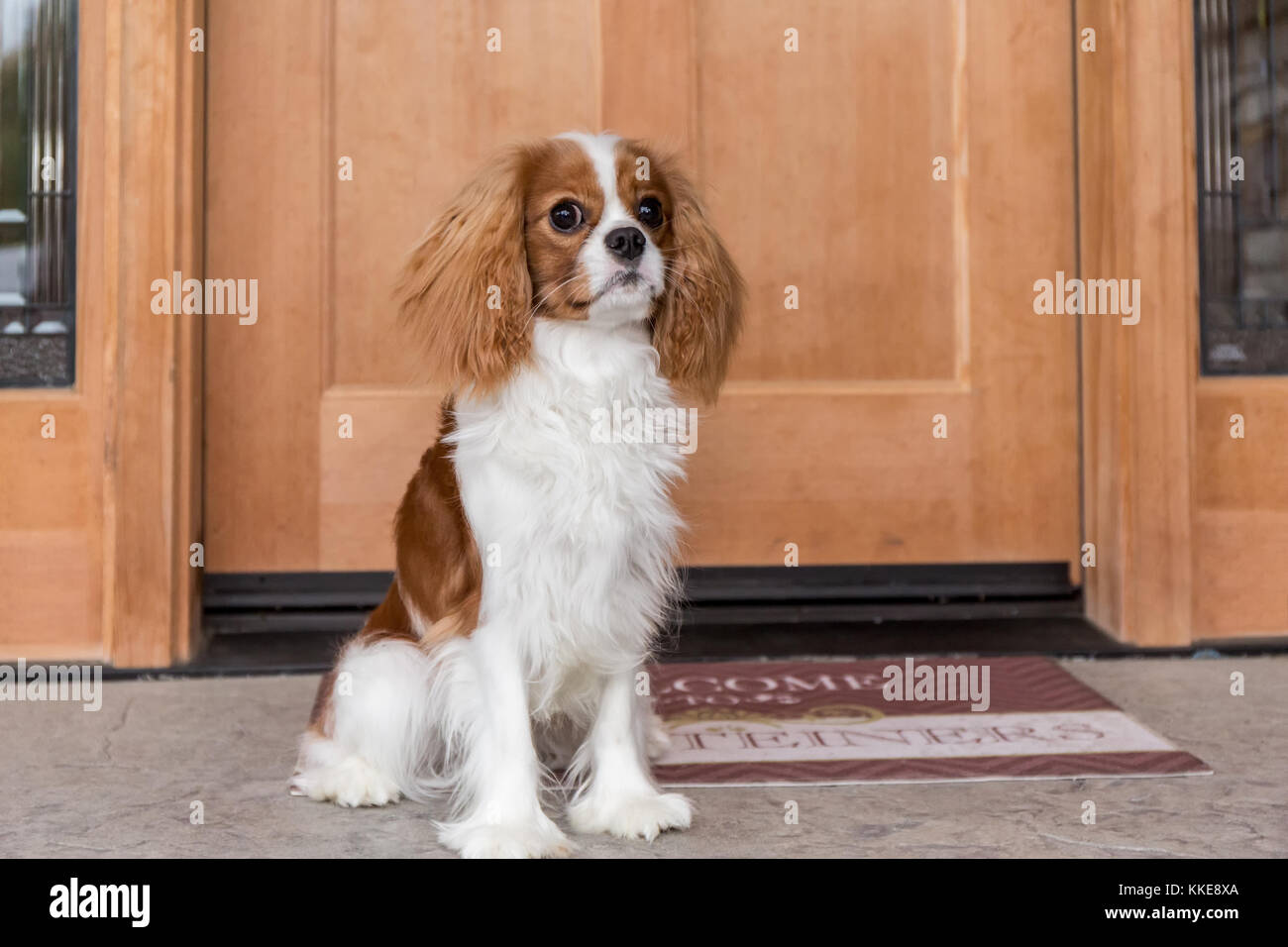 Cavalier King Charles Spaniel cucciolo "Bode' udienza dal suo sportello anteriore nella valle di acero, Washington, Stati Uniti d'America Foto Stock