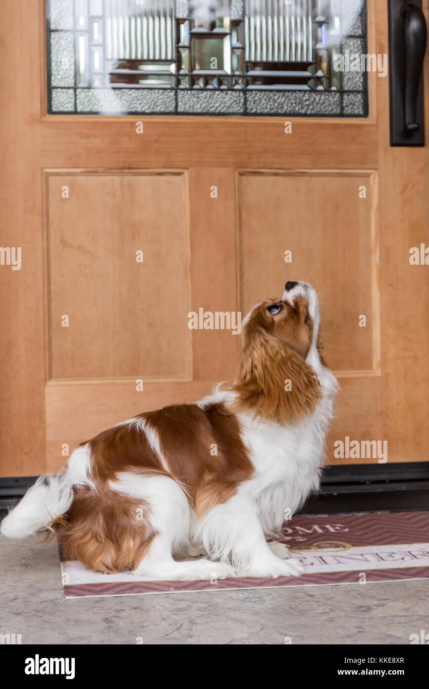 Cavalier King Charles Spaniel cucciolo "Bode' preparando a saltare fino ad arrivare a trattare, davanti a casa sua in Valle d'acero, Washington, Stati Uniti d'America Foto Stock