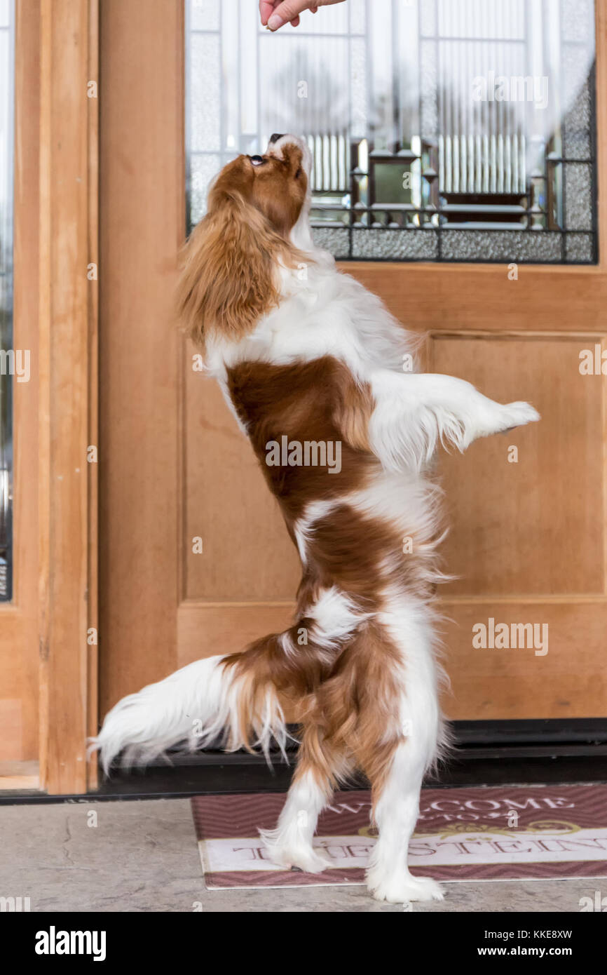 Cavalier King Charles Spaniel cucciolo "Bode' saltando fino a ottenere un trattamento davanti a casa sua in Valle d'acero, Washington, Stati Uniti d'America Foto Stock