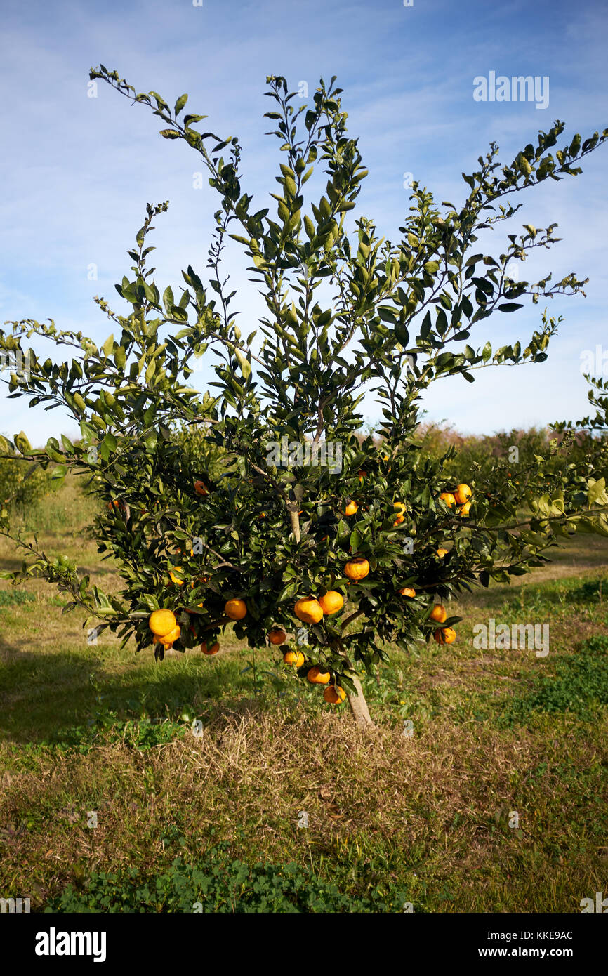Albero di agrume molto carico con la maturazione delle clementine crescono in un frutteto di fattoria in una giornata di sole Foto Stock