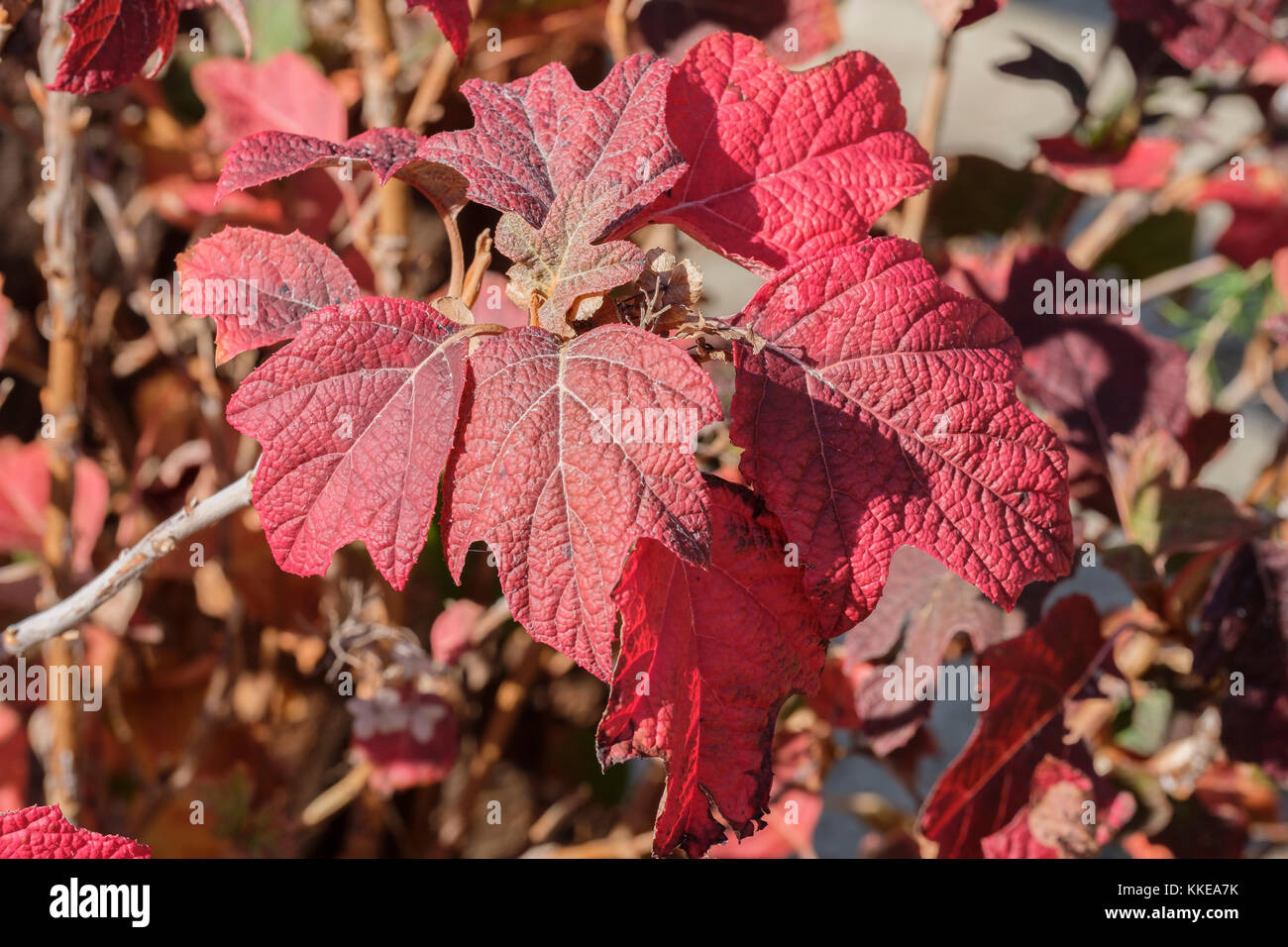 Red Oakleaf hydrangea le foglie in autunno. Hydrangea quercifolia, Oklahoma City, Oklahoma, Stati Uniti d'America. Foto Stock
