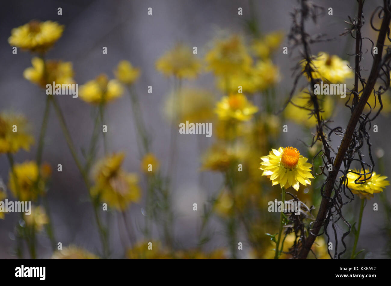 Moody wild giallo daisy eterna sfondo.cresce nei boschi vicino a grenfell in campagna NSW, Australia. il fuoco selettivo. copia spazio per il testo. Foto Stock