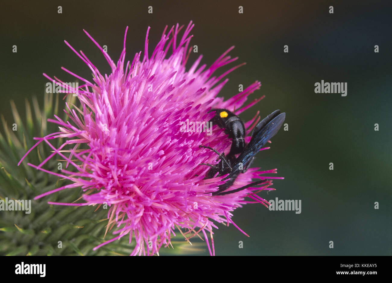 Fiore peloso Wasp (Scoliidae) sullo scotch thistle flower Foto Stock