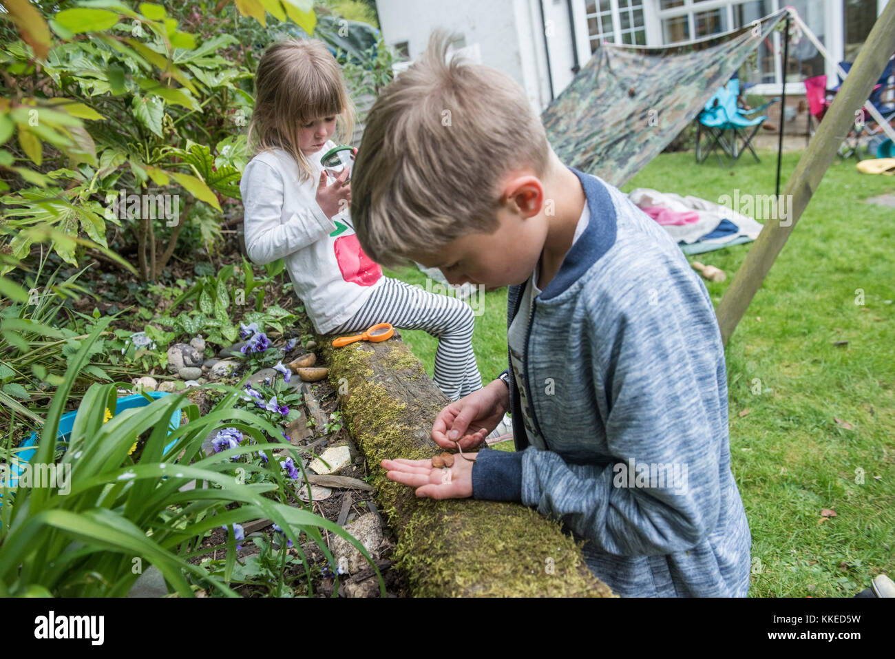 Big wild sleepout caso pix . immagini di giovani ragazzi/ i bambini e i genitori nel loro giardino sul retro da circa la metà del pomeriggio fino a tarda sera-tempo, godendo di attività, come ad esempio fare un den, guardando i bug, mettendo fuori il cibo per cani per il riccio, di tostatura marshmallows intorno a un falò, falena trappola, cercando per animali notturni. Foto Stock