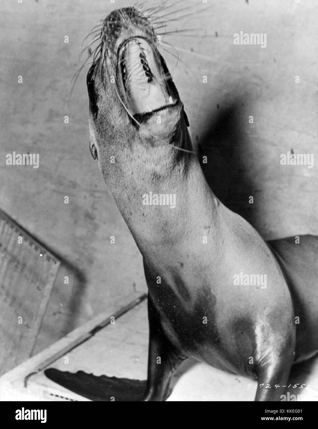 Questa immagine mostra Slicker la foca, che mostra l'animale in posa naturale, probabilmente da una sessione fotografica di fauna selvatica che cattura il suo comportamento e l'ambiente. Foto Stock