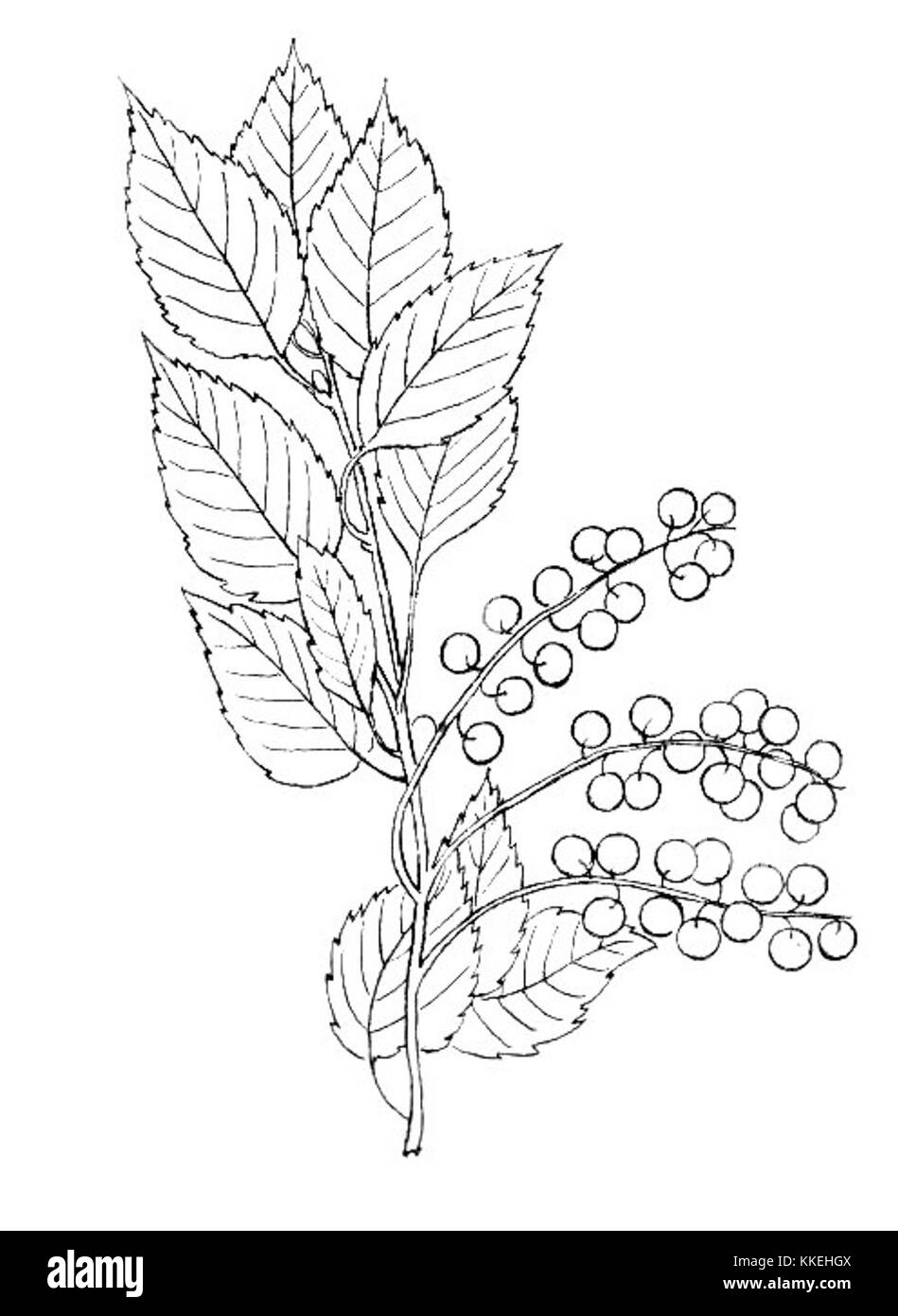 Il Choke-Cherry (Prunus virginiana) è un arbusto nativo del Nord America noto per i suoi piccoli frutti dal rosso scuro al viola. Spesso utilizzato nelle gelatine e nelle conserve, le sue bacche sono note anche per il loro gusto astringente. Foto Stock