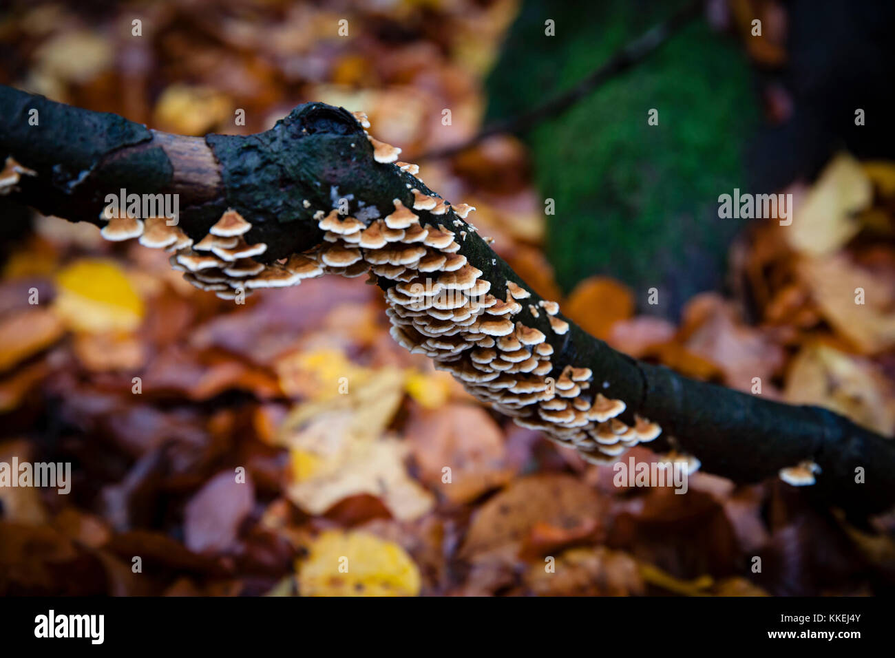 Germania, in una foresta al Ruhrhoehenweg nelle montagne di Ardey vicino Herdecke, ramo con funghi staffa. - Deutschland, im Wald am Ruhrhoehenweg im Foto Stock