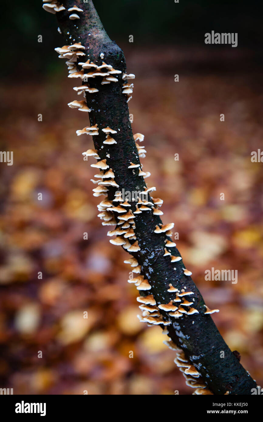 Germania, in una foresta al Ruhrhoehenweg nelle montagne di Ardey vicino Herdecke, ramo con funghi staffa. - Deutschland, im Wald am Ruhrhoehenweg im Foto Stock