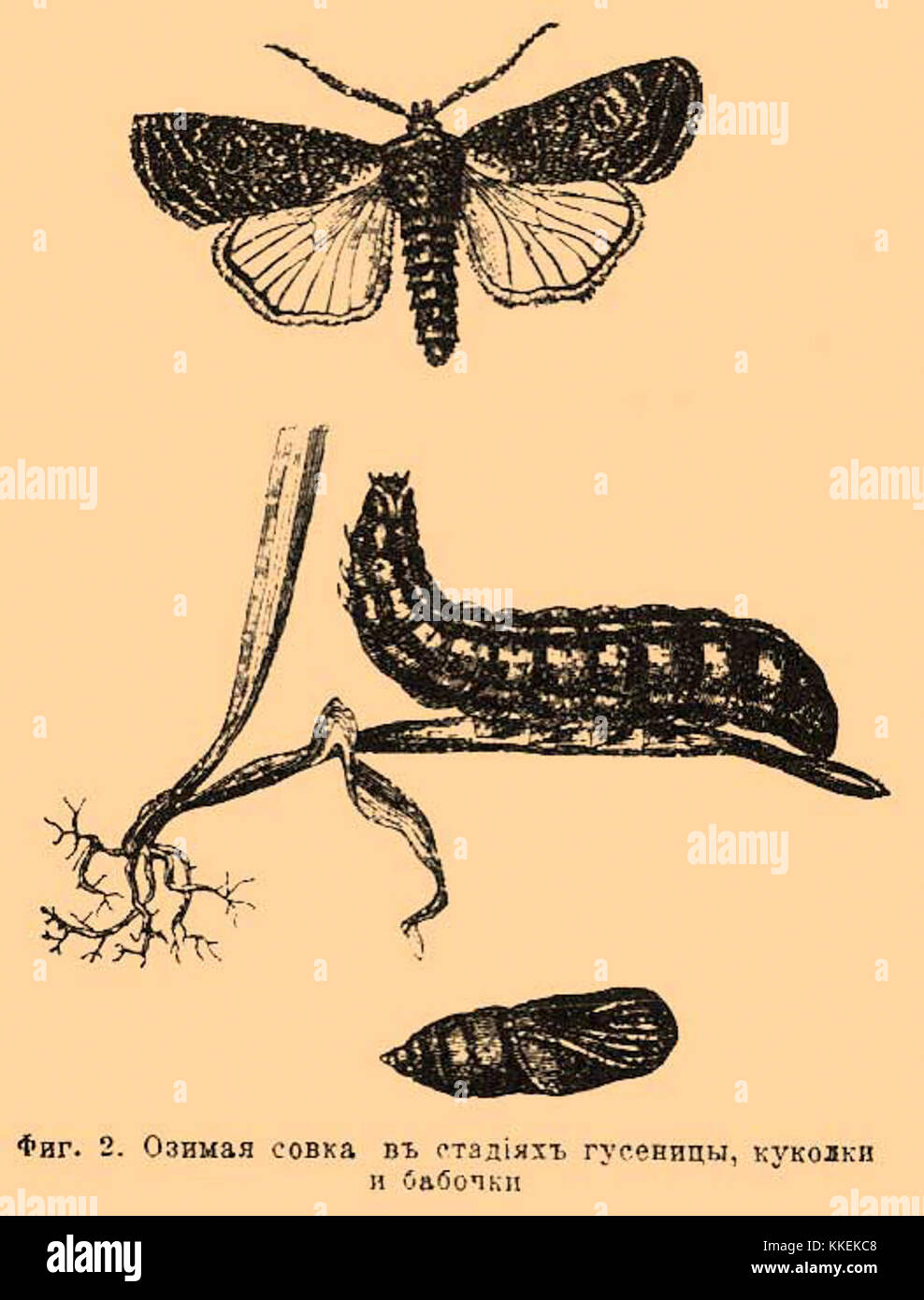 Il dizionario enciclopedico Brockhaus and Efron è una risorsa completa che copre vari campi della conoscenza. Questa voce è tratta dal volume 60, che tratta argomenti pertinenti a tale questione specifica. Foto Stock