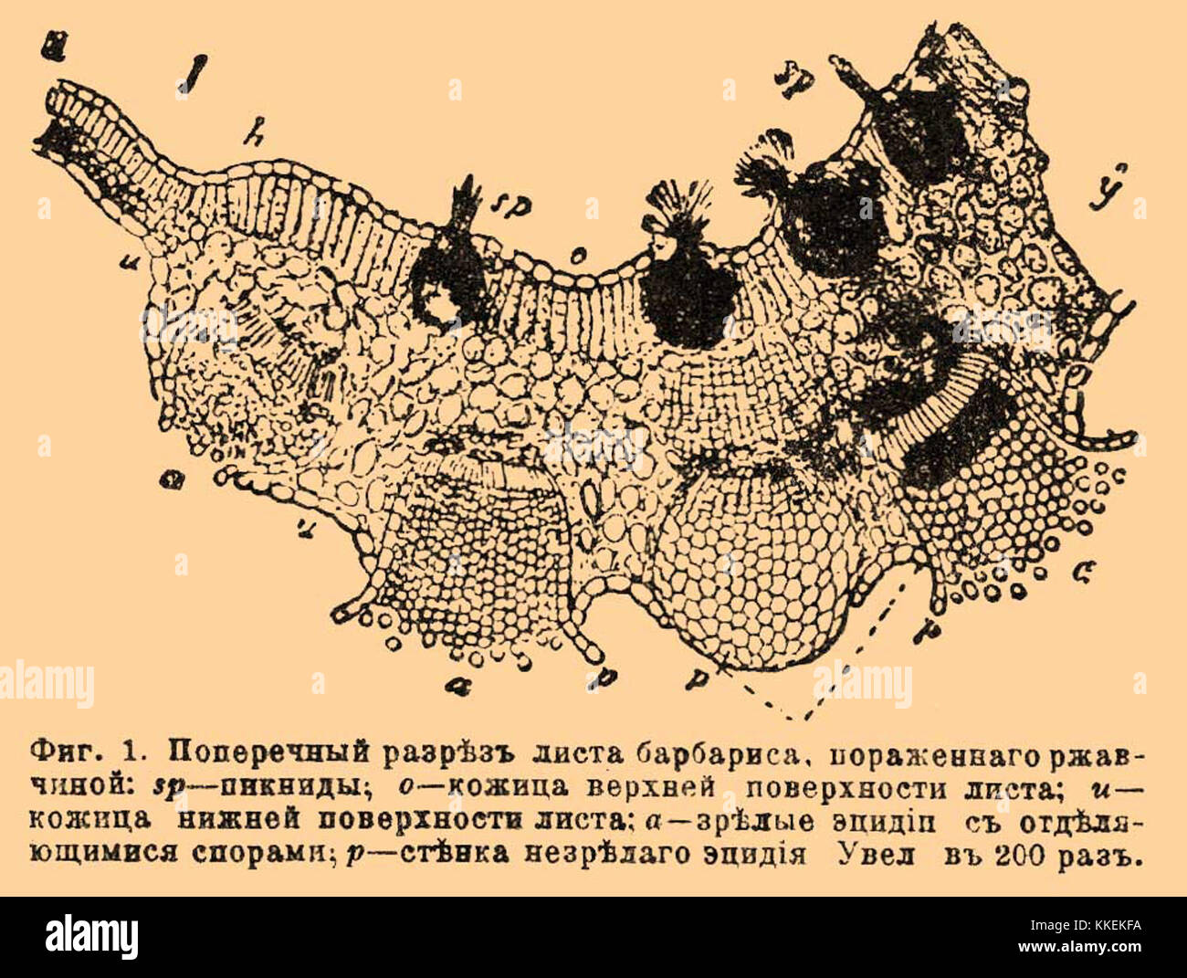 Questa voce del dizionario enciclopedico Brockhaus and Efron presenta informazioni dettagliate dal volume 73, che coprono una varietà di argomenti. Fa parte di una vasta collezione che raccoglie conoscenze su diversi argomenti. Foto Stock