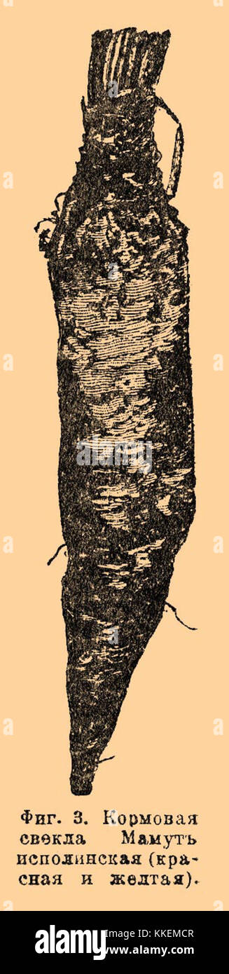 Il Brockhaus and Efron Enciclopedic Dictionary è un'enciclopedia completa in lingua russa pubblicata tra il 1890 e il 1907. Si compone di 86 volumi, contenenti oltre 121.000 articoli, 7.800 immagini e 235 mappe. Tra i contributori più importanti ci sono Dmitri Mendeleev e Vladimir Solovyov. Foto Stock