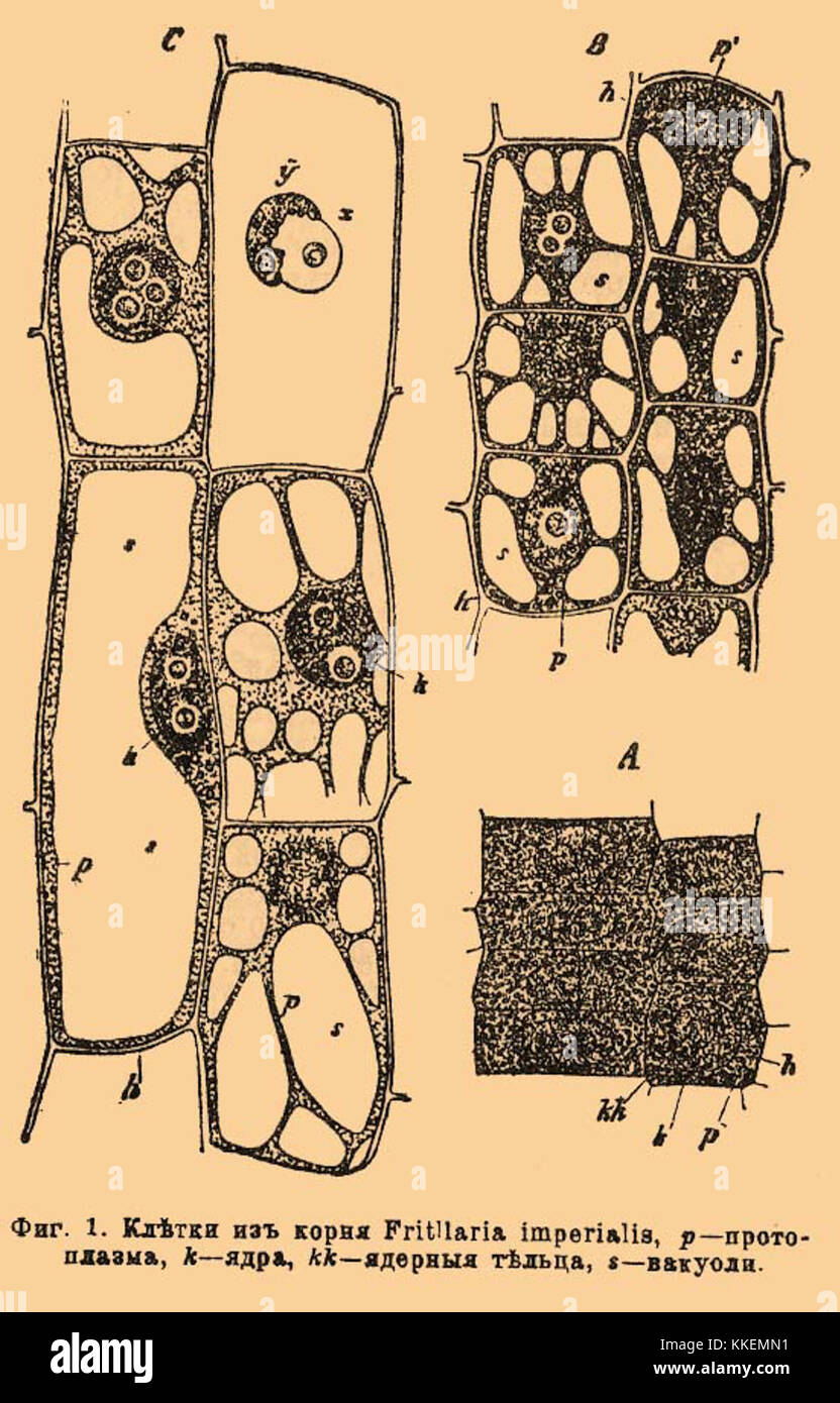 Il "Brockhaus-Efron enciclopedic Dictionary" è stato un'enciclopedia russa completa pubblicata tra il 1890 e il 1907. "Yadro kletki" si traduce in "nucleo cellulare", indicando che questa voce discute l'organella centrale nelle cellule eucariotiche responsabili dell'immagazzinamento e della regolazione del materiale genetico. Foto Stock