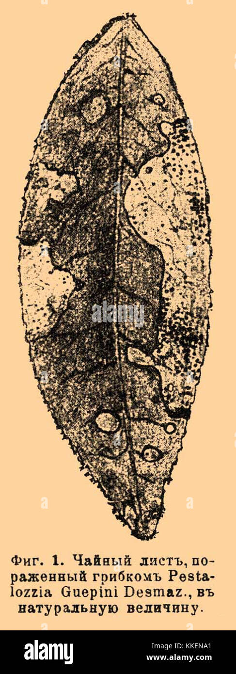 Un estratto dal dizionario enciclopedico Brockhaus ed Efron, un importante lavoro di riferimento nella storia russa, che fornisce conoscenze dettagliate su vari argomenti. Foto Stock