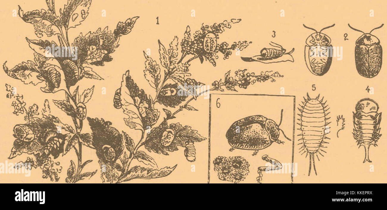 Brockhaus-Efron Cassida si riferisce a una voce o articolo in un'opera di riferimento prominente. Questo può riguardare il Brockhaus-Efron enciclopedic Dictionary, che comprende diversi argomenti di interesse culturale e storico. Foto Stock