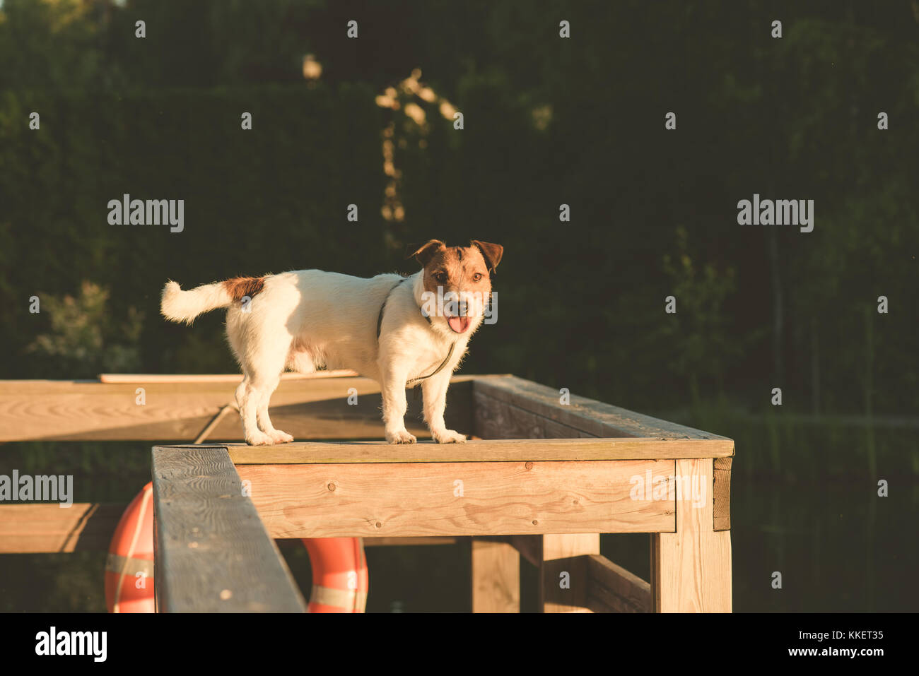 Agile cane bilanciamento sulla trave di legno al molo Foto Stock