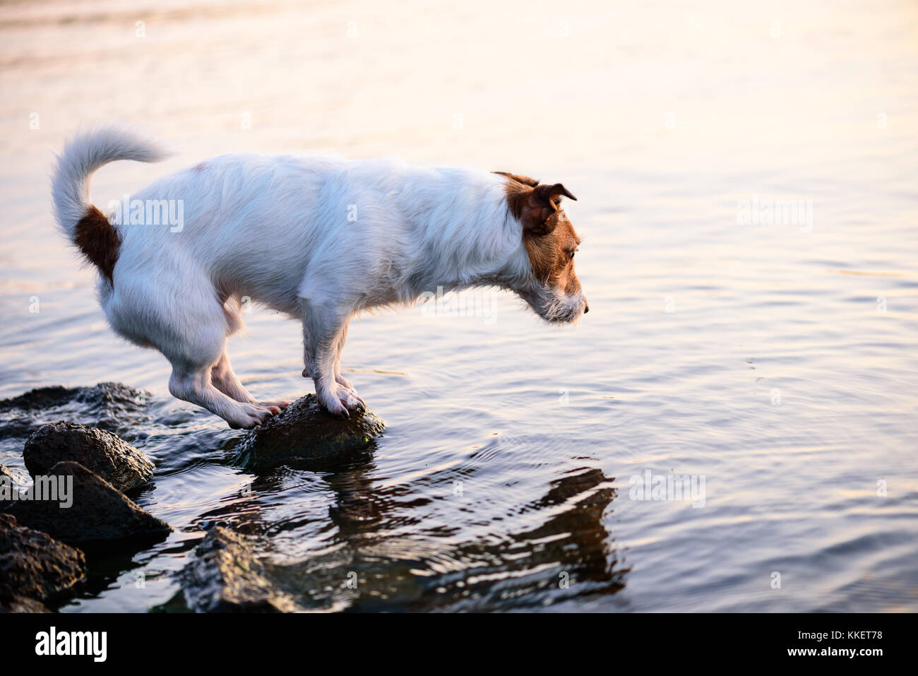 Cane spiaggia a piedi sulla pietra cercando in acqua per i pesci Foto Stock