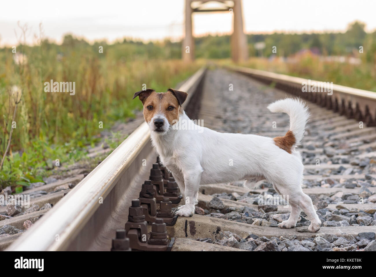 Estate viaggi avventura su una ferrovia con un simpatico cane Foto Stock