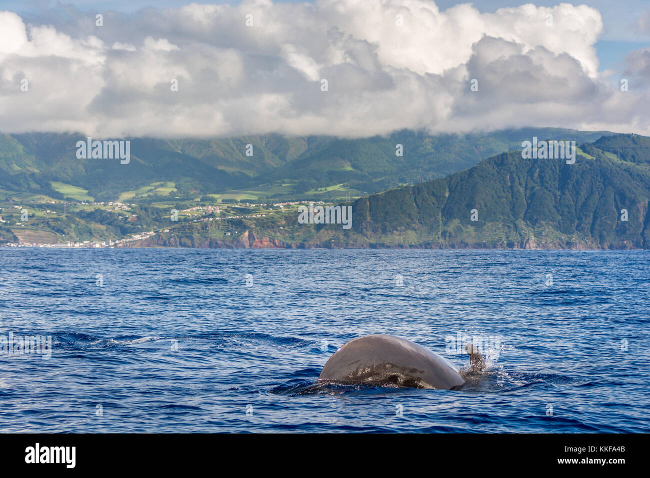 I delfini e le balene guardando in Sao Miguel island, Azzorre, Portogallo Foto Stock