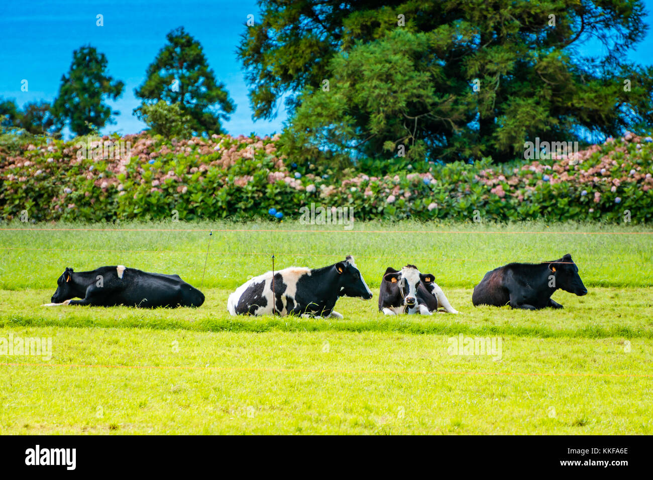 Vacche su verdi colline con un oceano atlantico su uno sfondo a Sao Miguel island, Azzorre, Portogallo Foto Stock