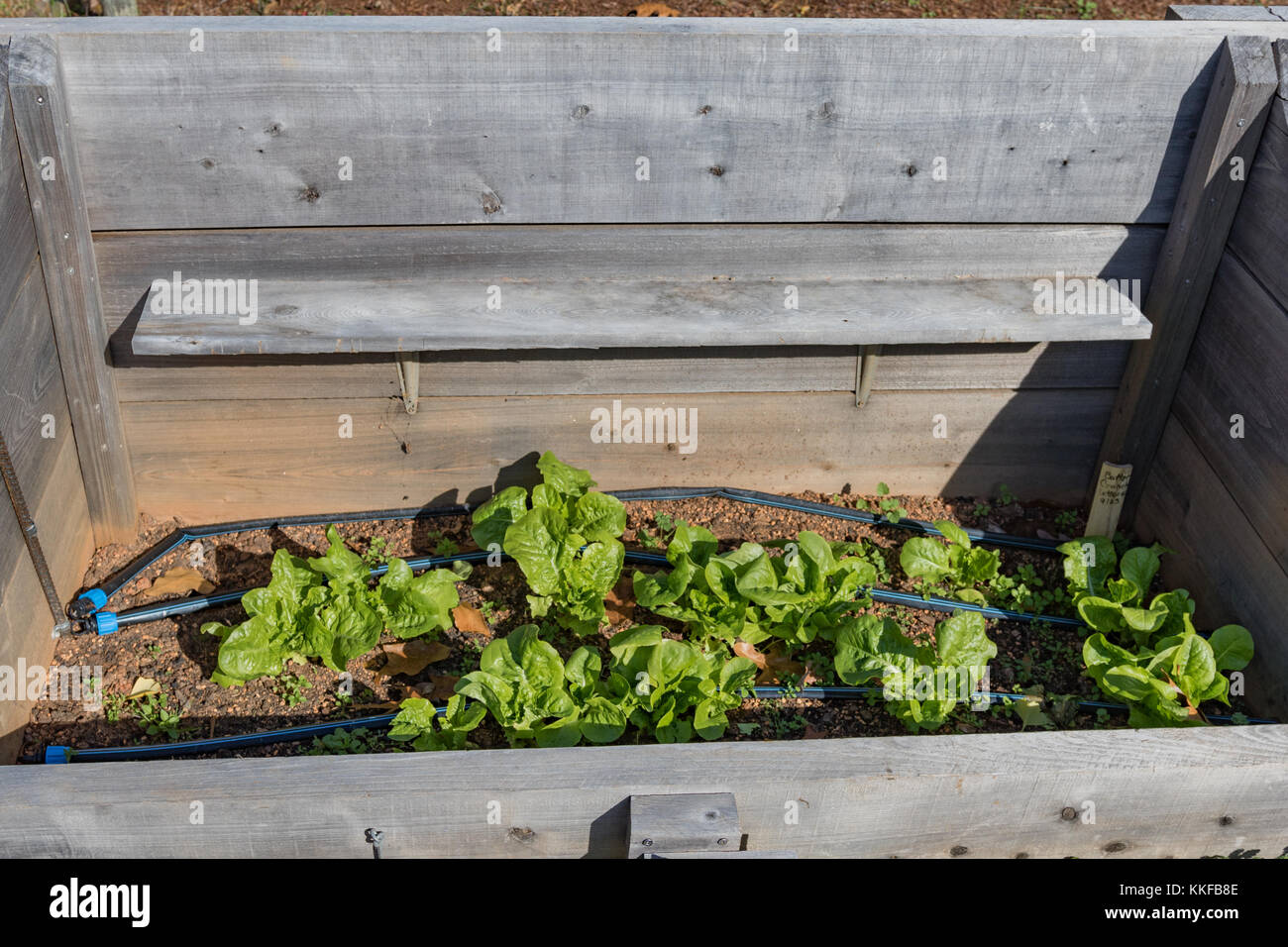 Verde sostenibile home vegetali casella della piantatrice con lattuga Foto Stock