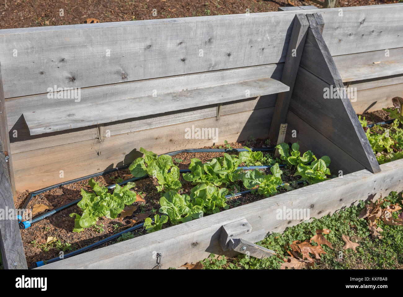 Verde sostenibile home vegetali casella della piantatrice con lattuga Foto Stock