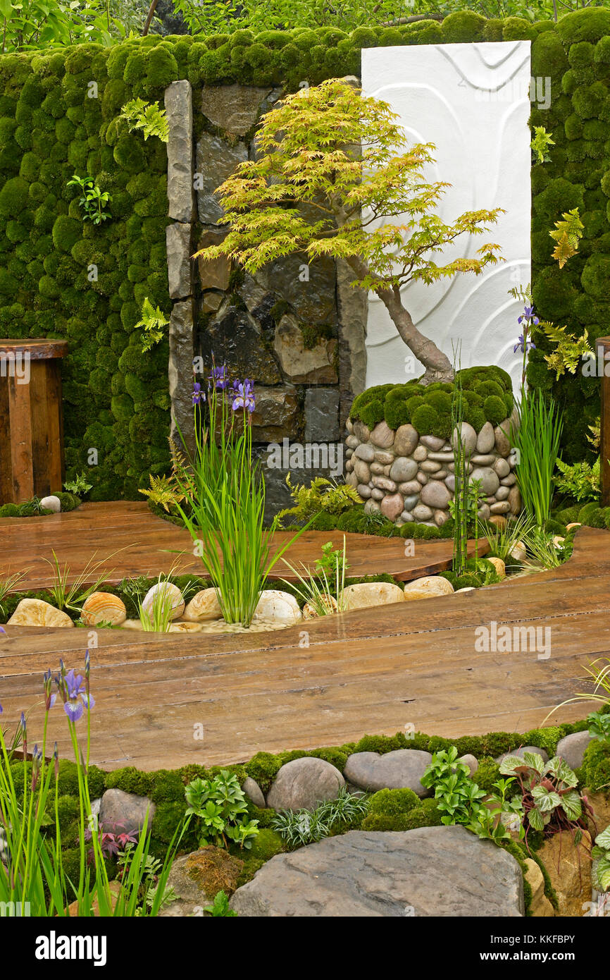 Dettaglio di un giapponese di moss giardino piccolo albero di Acer Foto Stock