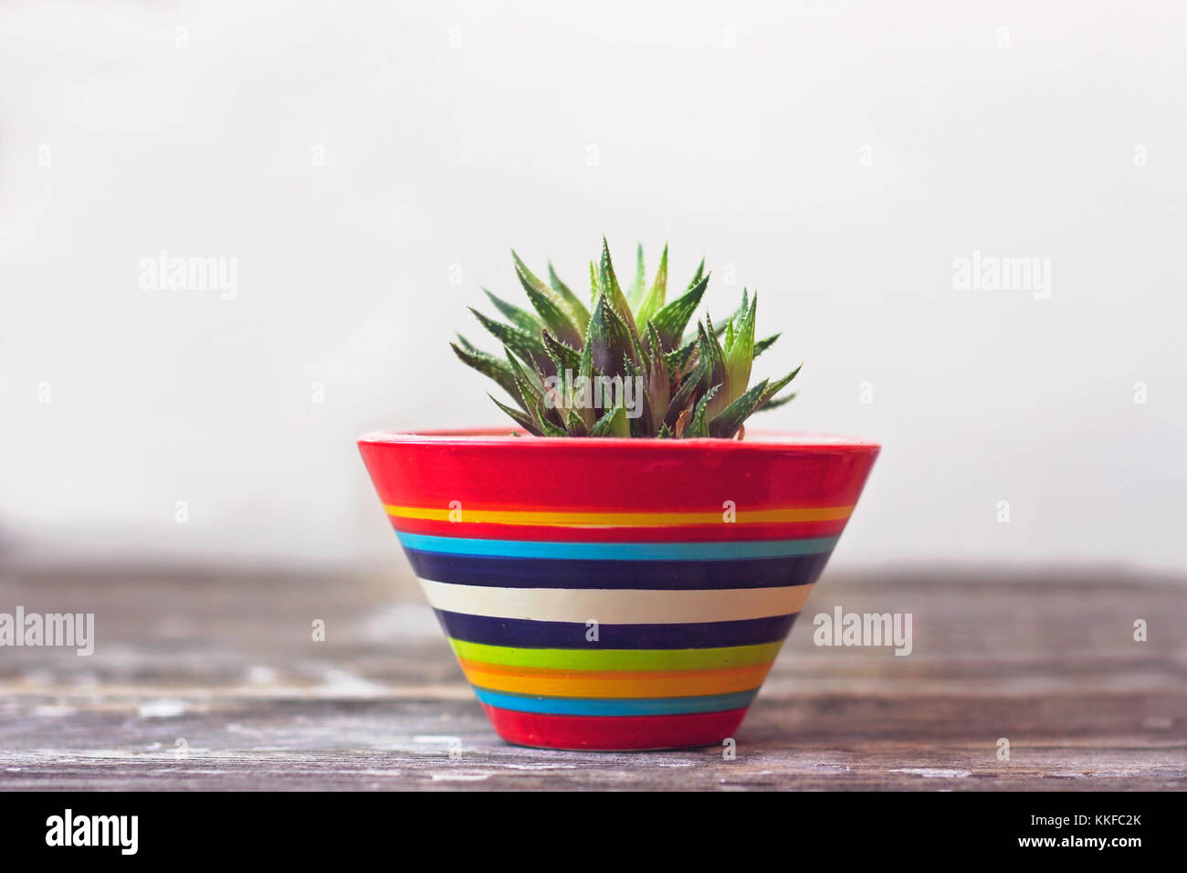 Piccole piante succulente in una colorata ceramica pentola contro il muro bianco Foto Stock