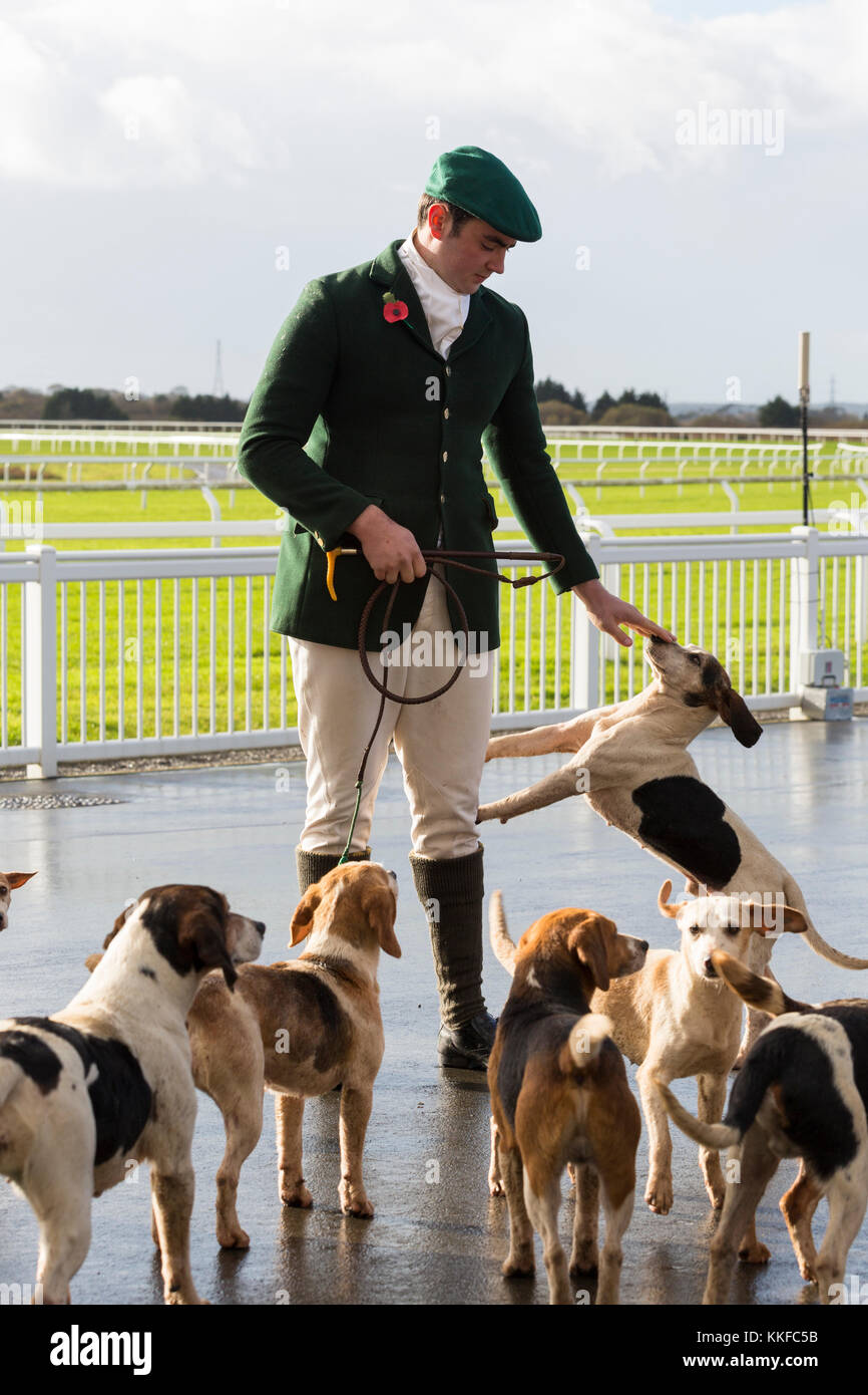 Uomo in uniforme di huntmaster con pacco di beagles di caccia Foto Stock