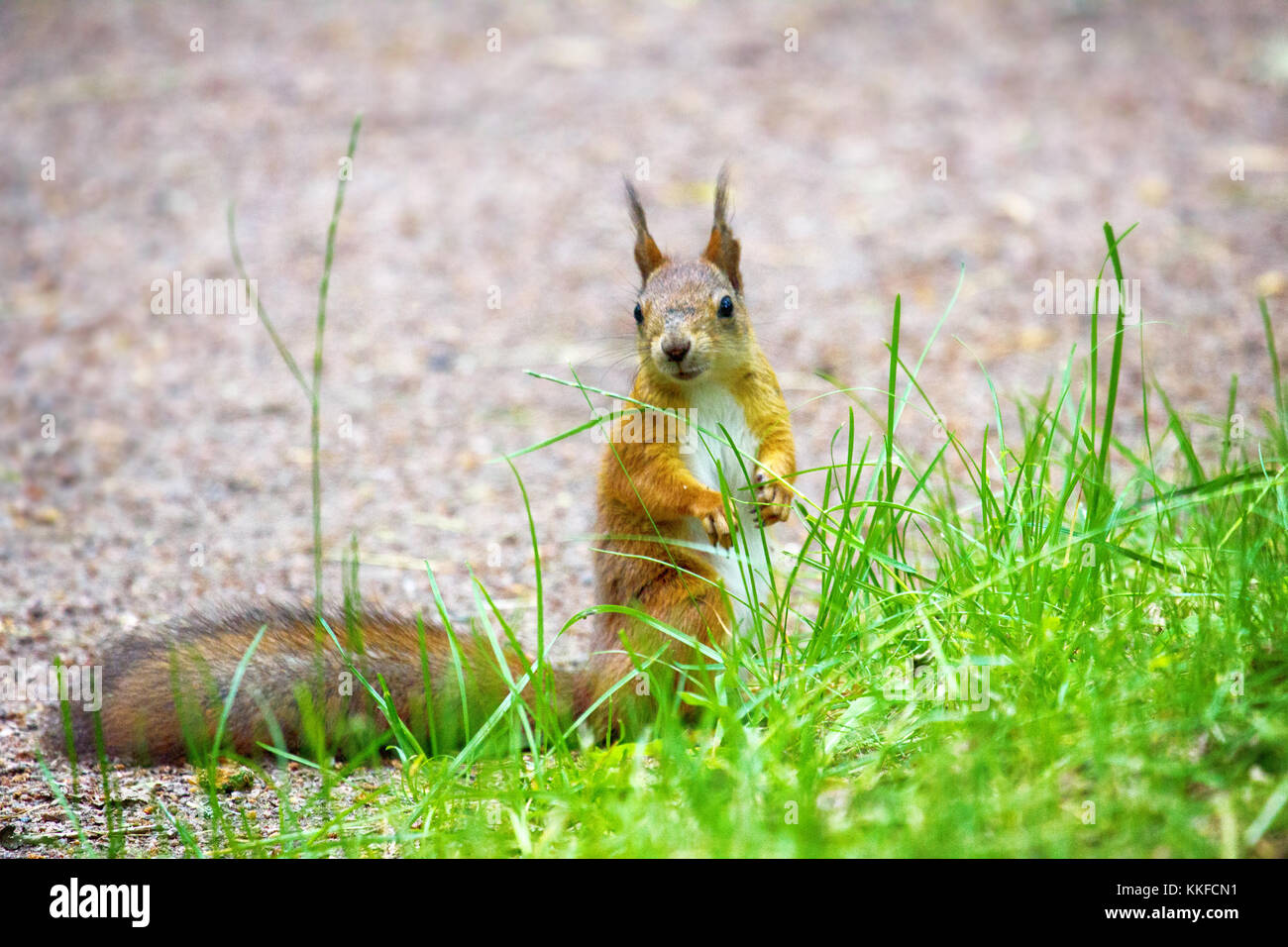 Scoiattolo rosso sul sentiero di ghiaia nel parco Foto Stock