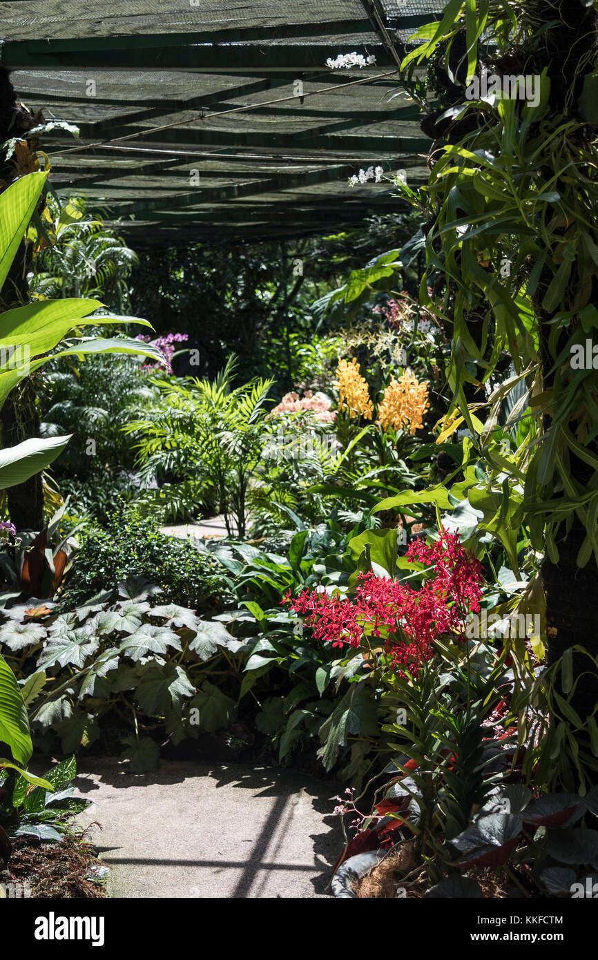 Le orchidee al National Orchid Giardini entro i Giardini Botanici di Singapore, una destinazione popolare per i turisti Foto Stock
