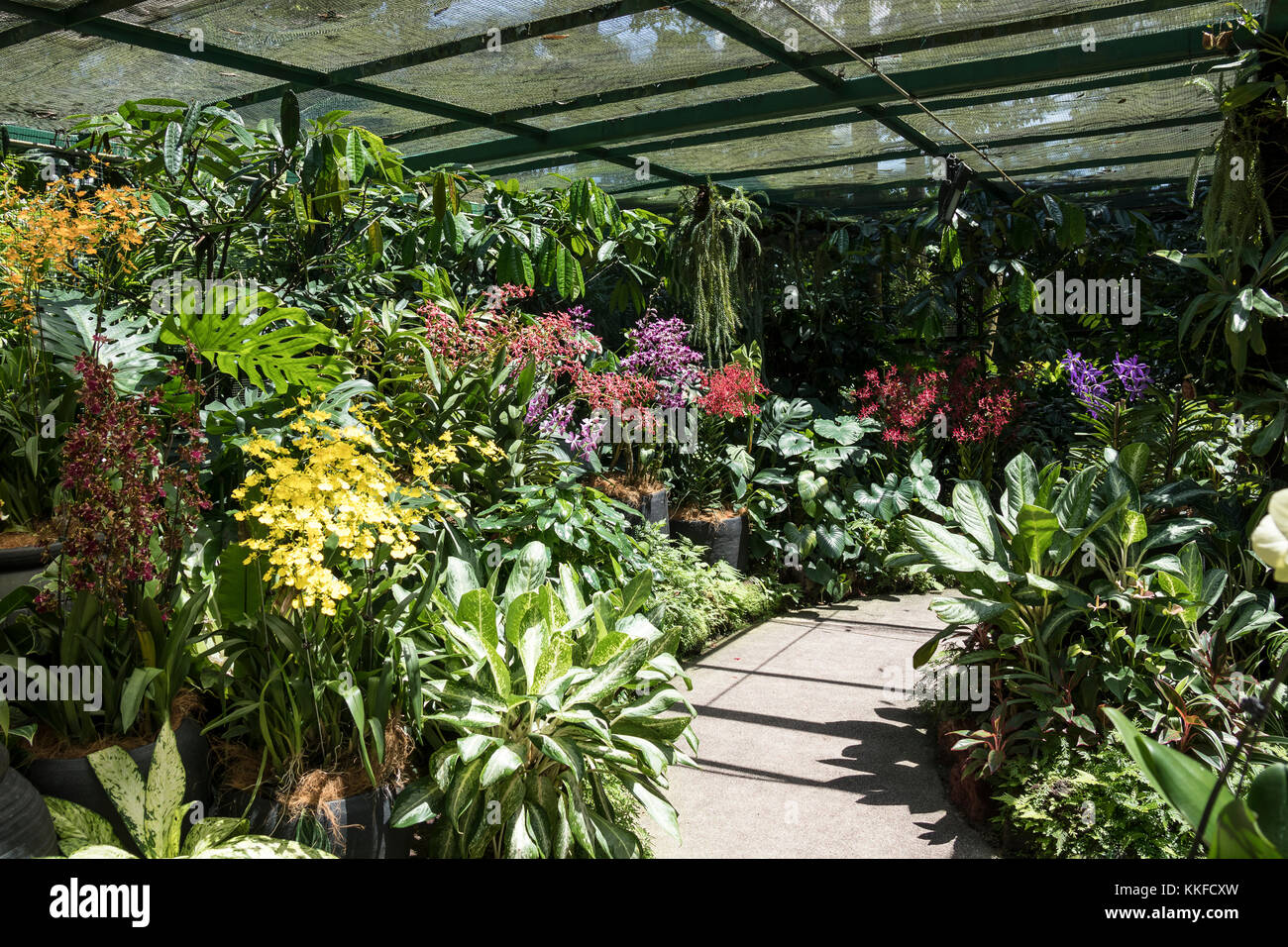 Le orchidee al National Orchid Giardini entro i Giardini Botanici di Singapore, una destinazione popolare per i turisti Foto Stock